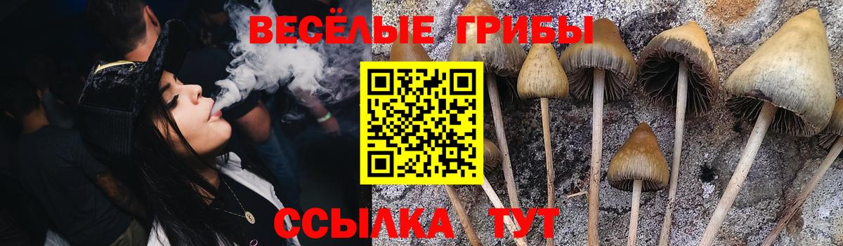 Галлюциногенные грибы Psilocybine cubensis  Вход с VPN  Борзя 